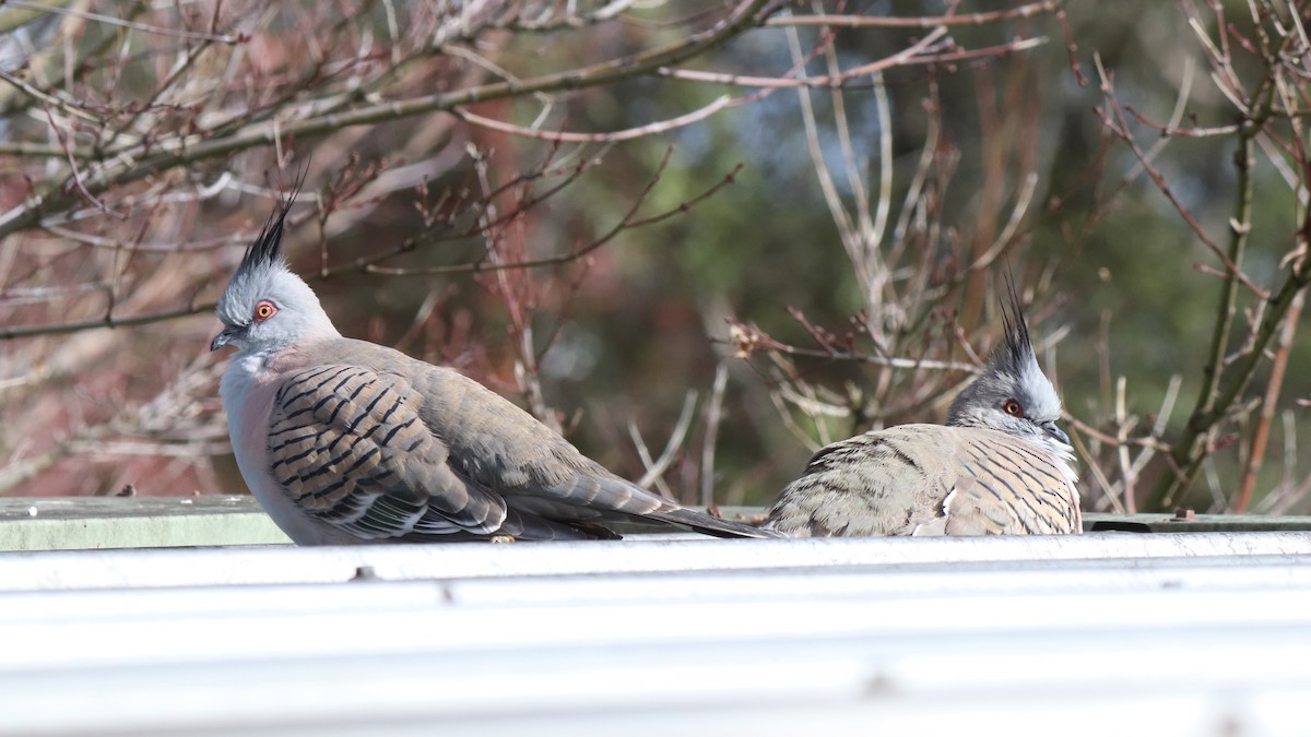 Crested Pigeon - ML640294732
