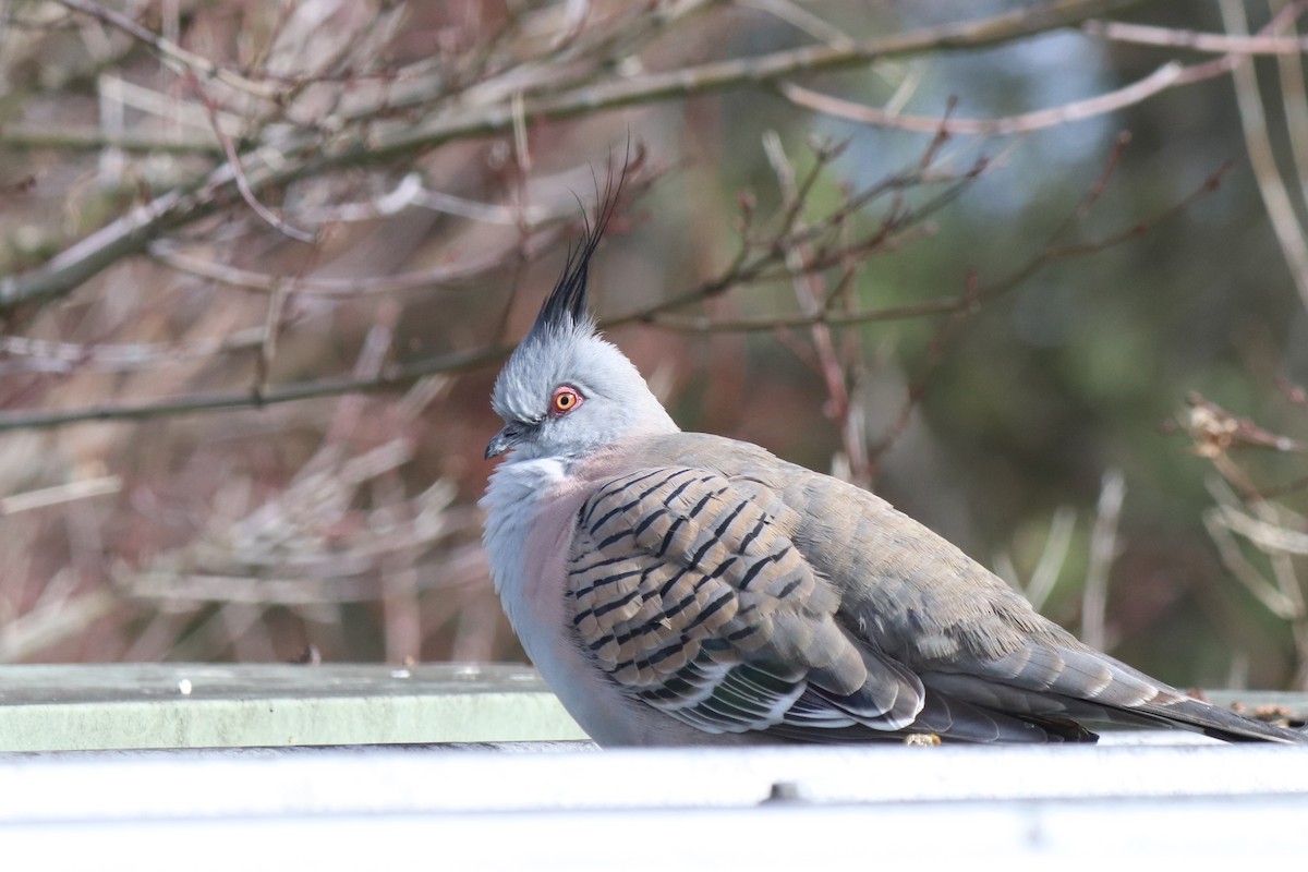 Crested Pigeon - ML640294733