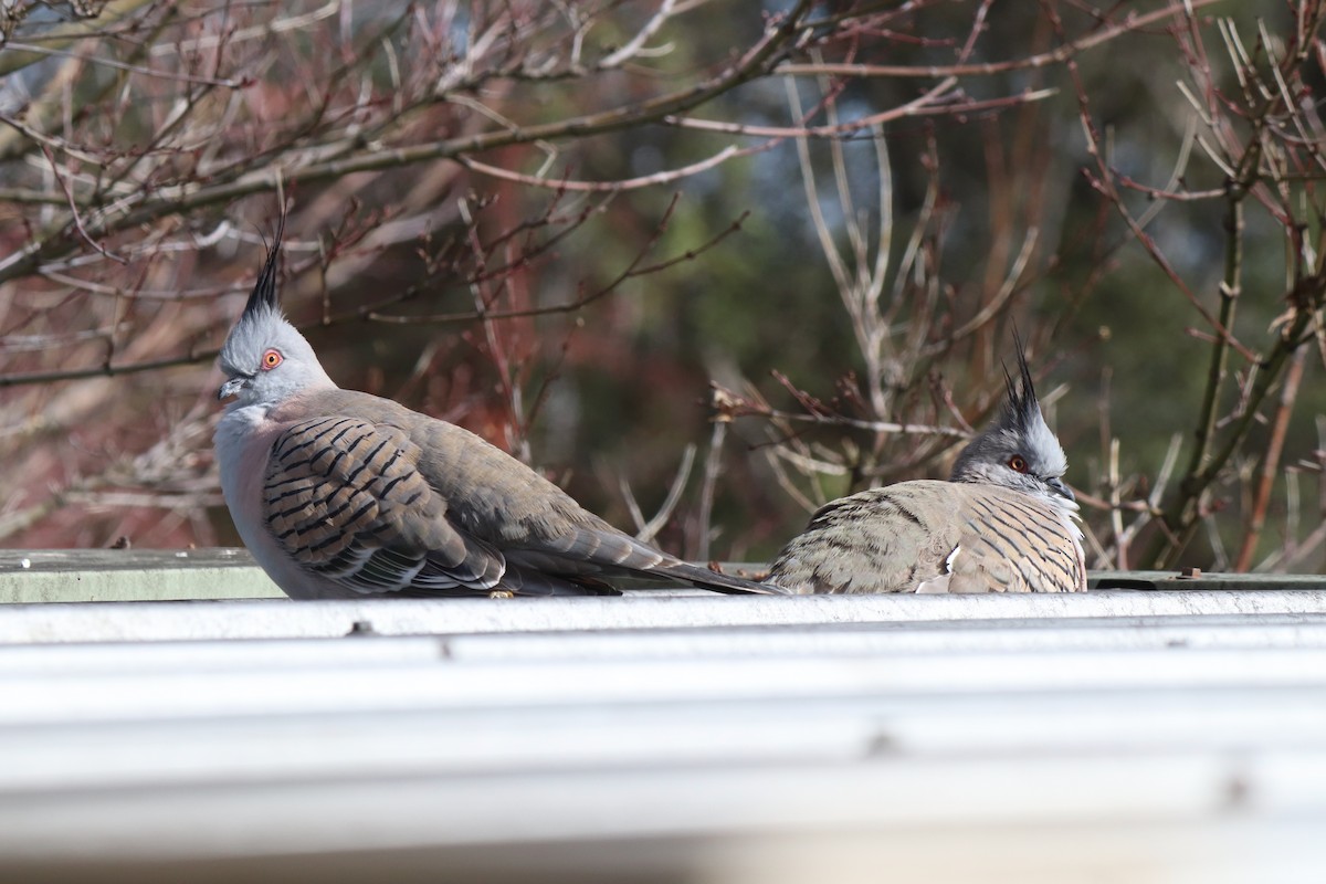 Crested Pigeon - ML640294734