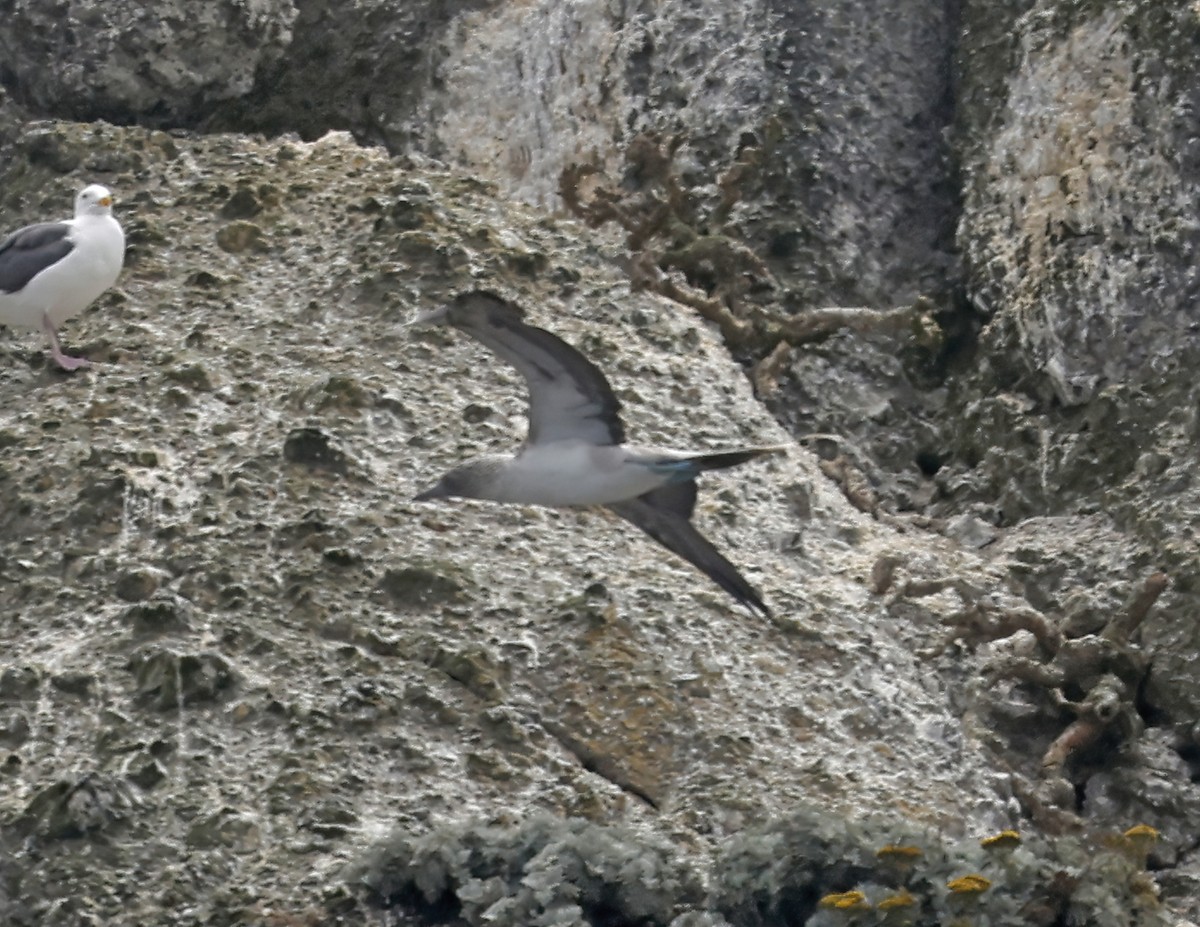 Fou à pieds bleus - ML640294738