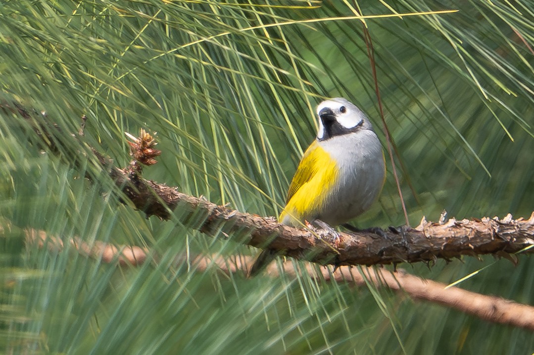 Gray-headed Oliveback - ML640294812