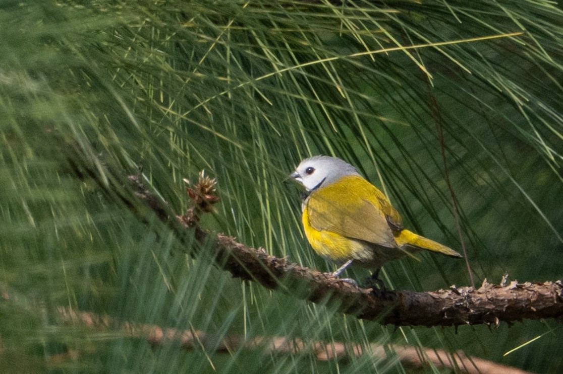 Gray-headed Oliveback - ML640294816
