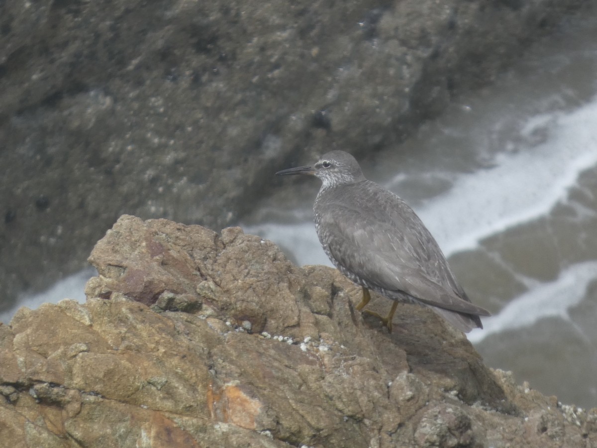 Wandering Tattler - ML640294842