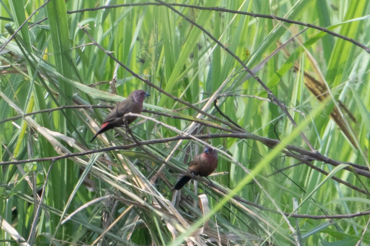 African Firefinch - ML640294865