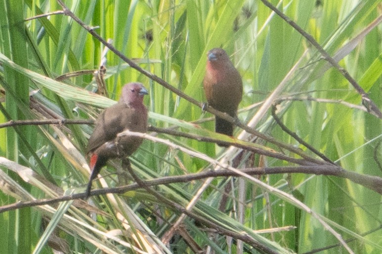 African Firefinch - ML640294868