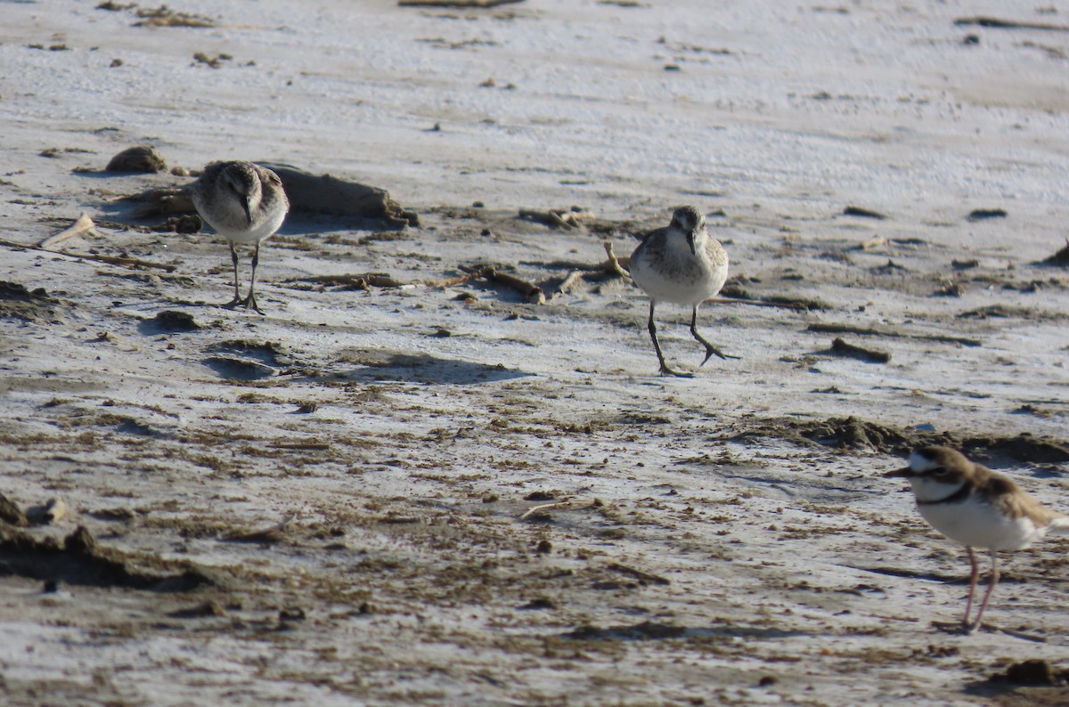 Collared Plover - ML640294910
