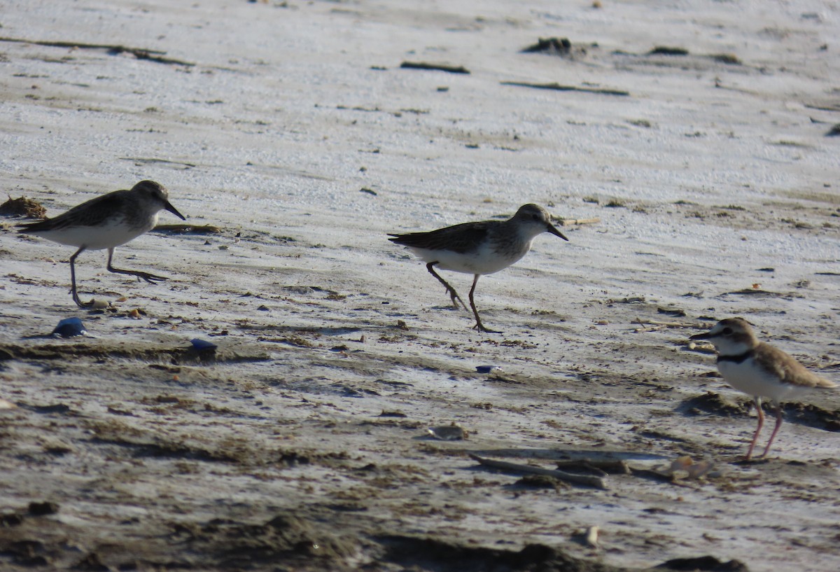 Collared Plover - ML640294911