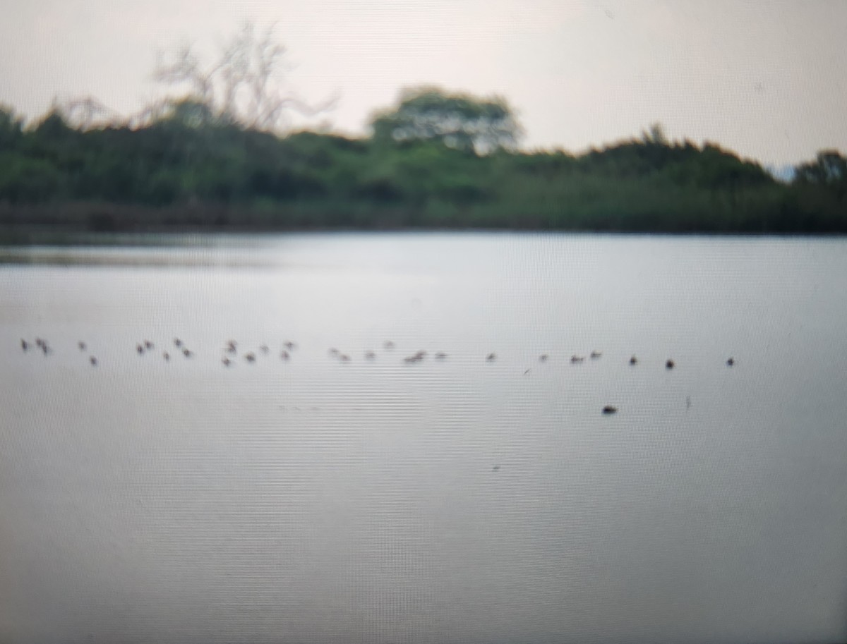 Ruddy Duck - ML640294965