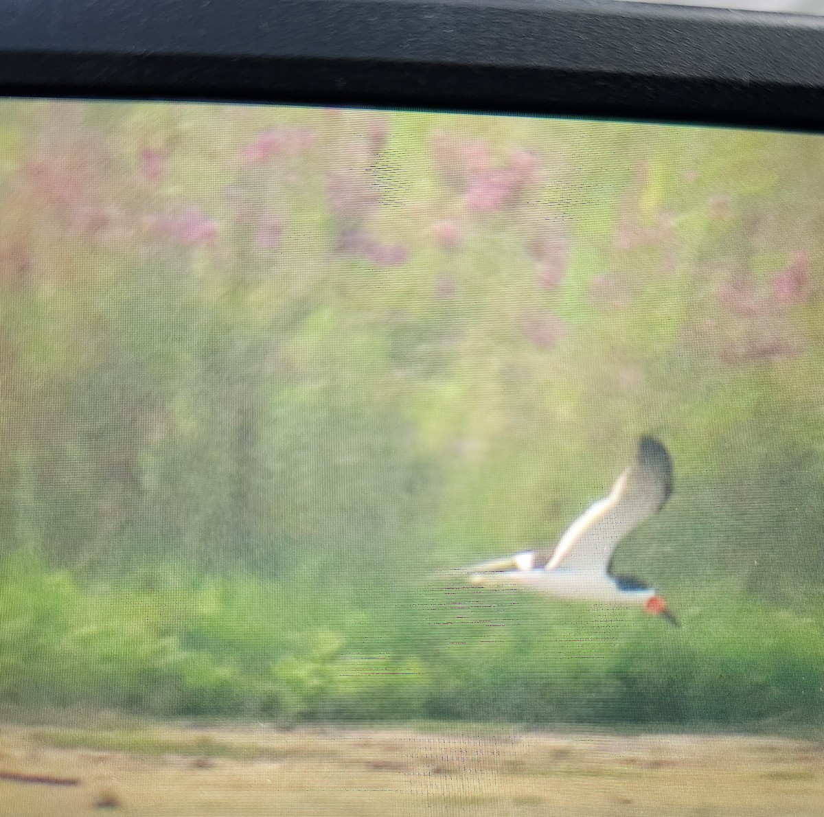 Black Skimmer - ML640294985