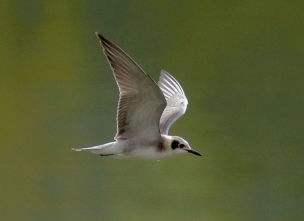 Black Tern - ML640295000