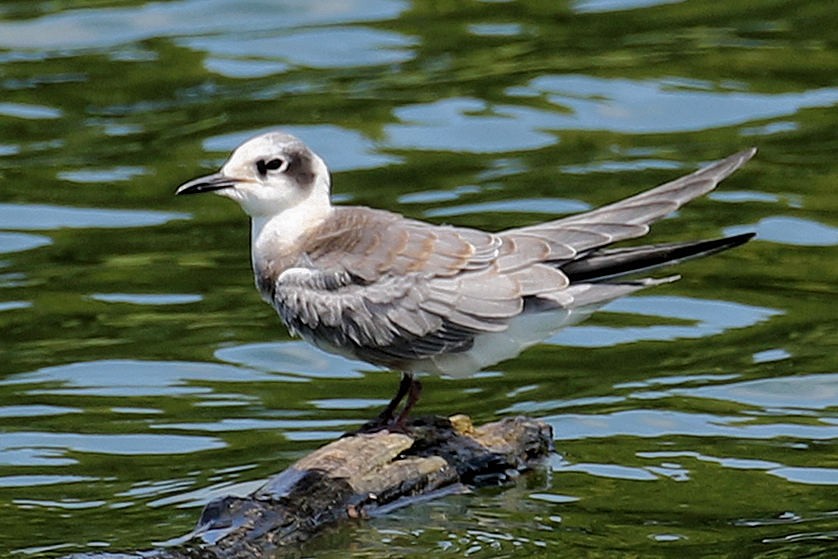 Black Tern - ML640295037