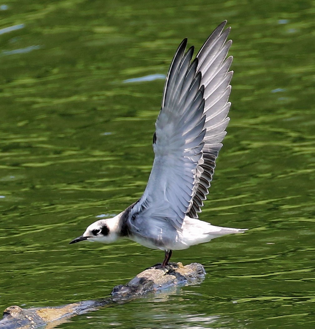 Black Tern - ML640295048