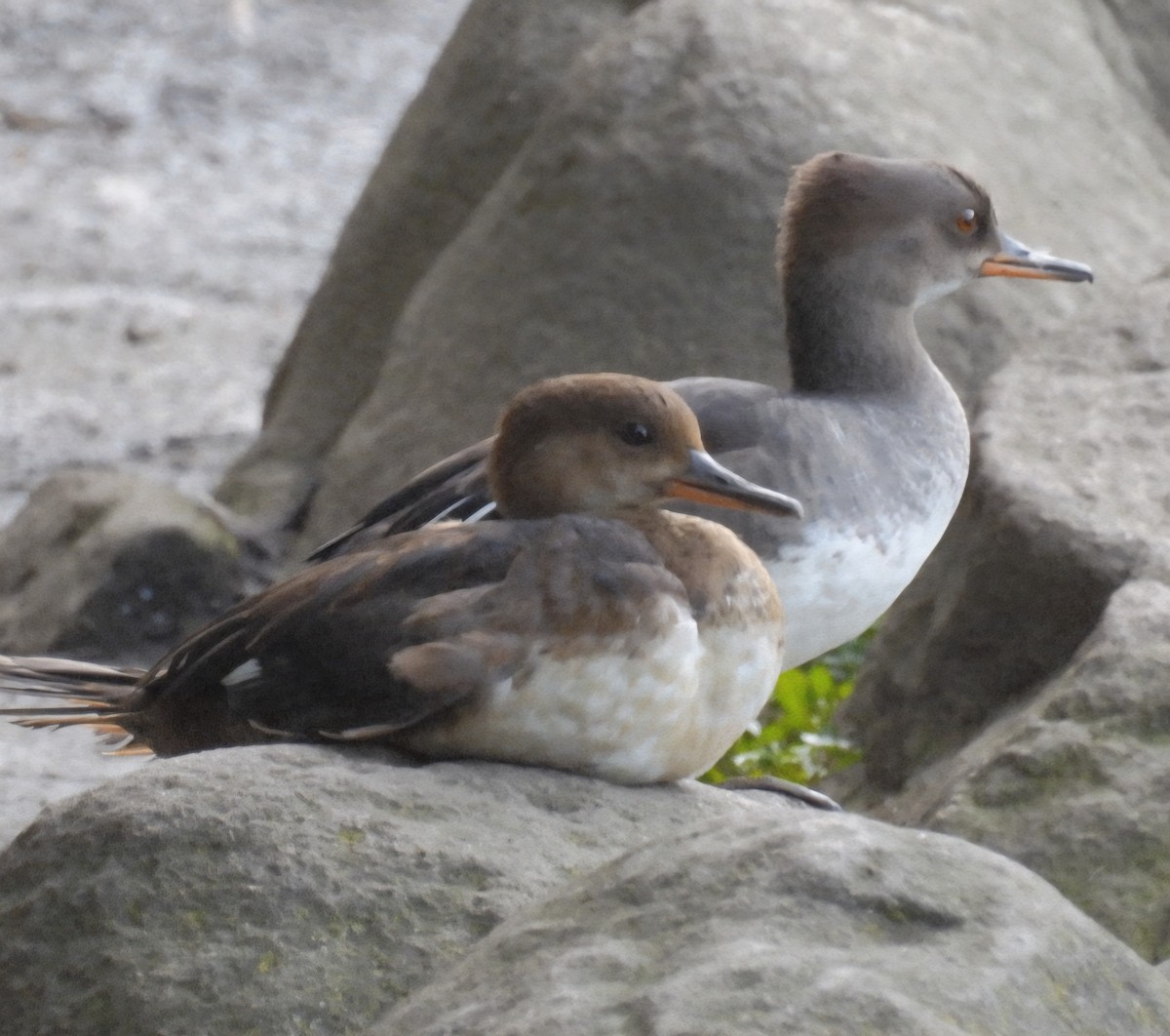 Hooded Merganser - ML640295140