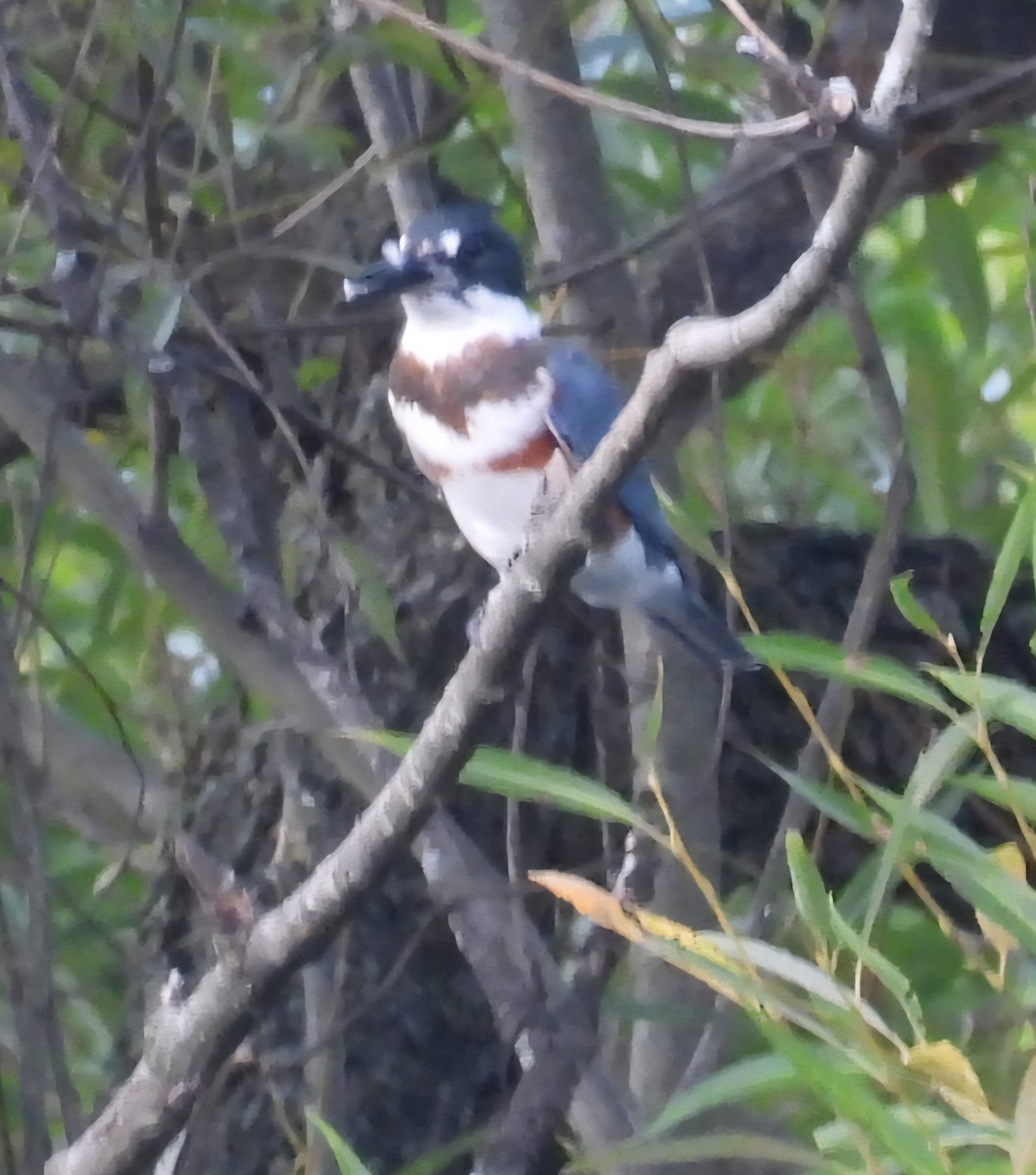 Belted Kingfisher - ML640295159