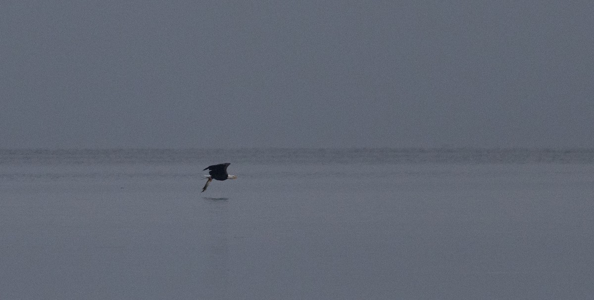 Bald Eagle - ML640295165