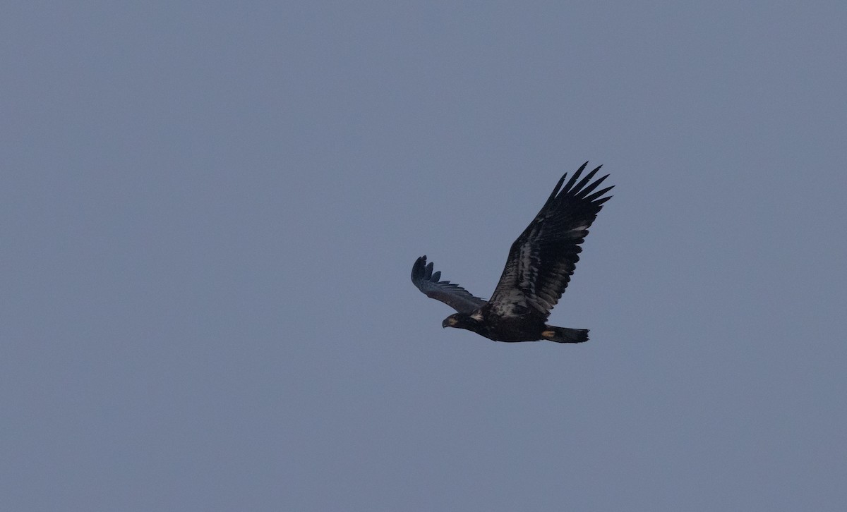 Bald Eagle - ML640295167