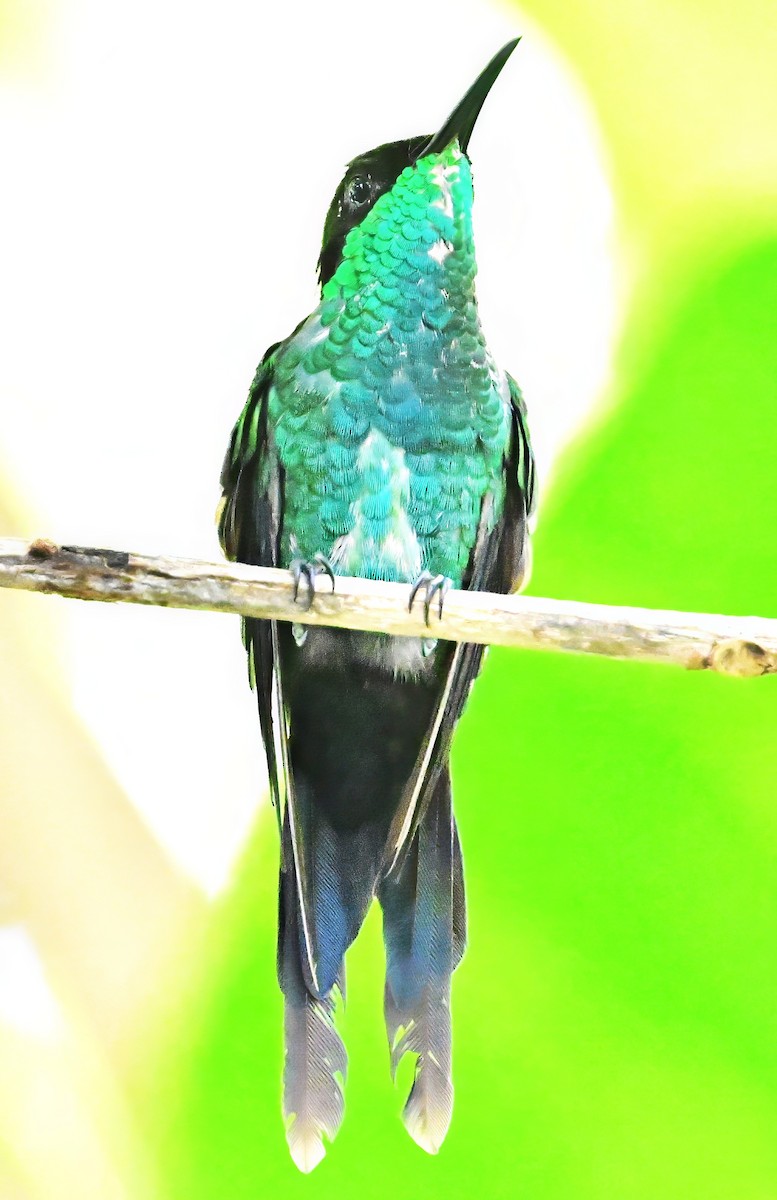 Black-billed Streamertail - ML640295177