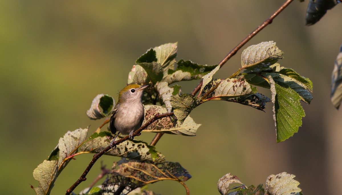 Chestnut-sided Warbler - ML640295215