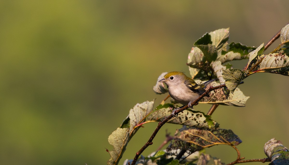 Chestnut-sided Warbler - ML640295216