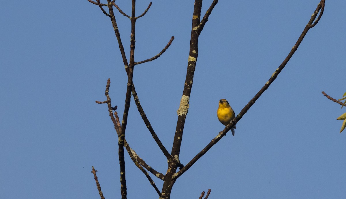 Yellow-throated Vireo - ML640295217