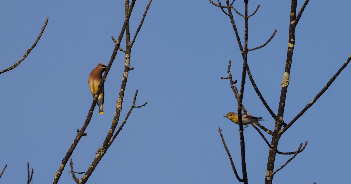 Yellow-throated Vireo - ML640295218