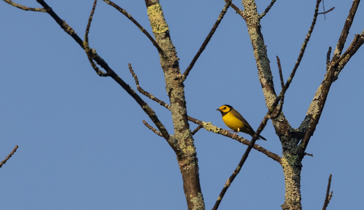 Hooded Warbler - ML640295221