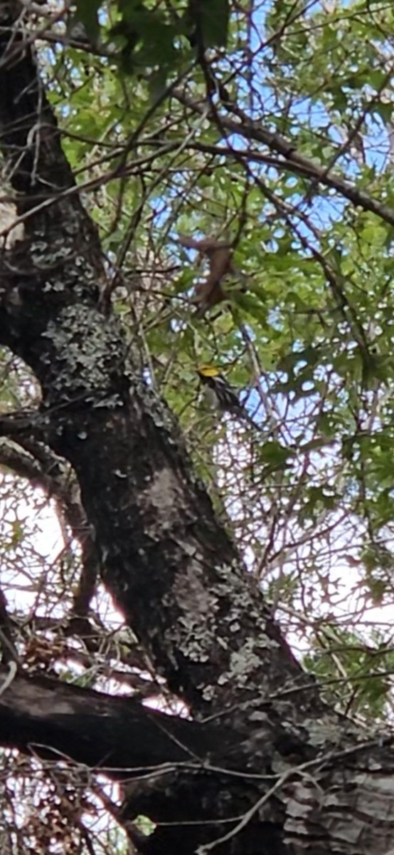 Golden-cheeked Warbler - ML640295226