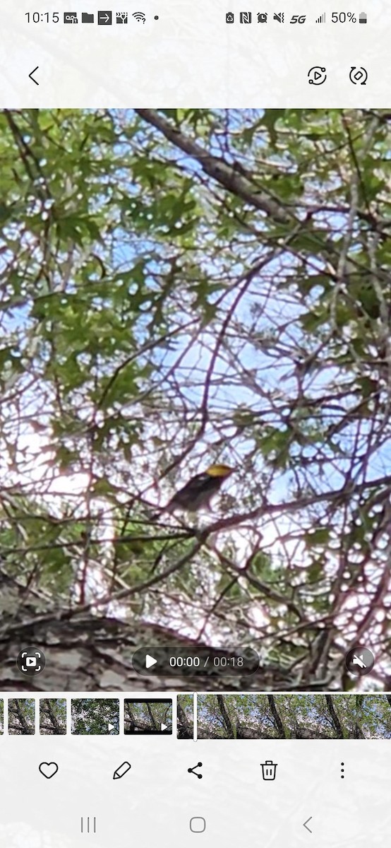 Golden-cheeked Warbler - ML640295230