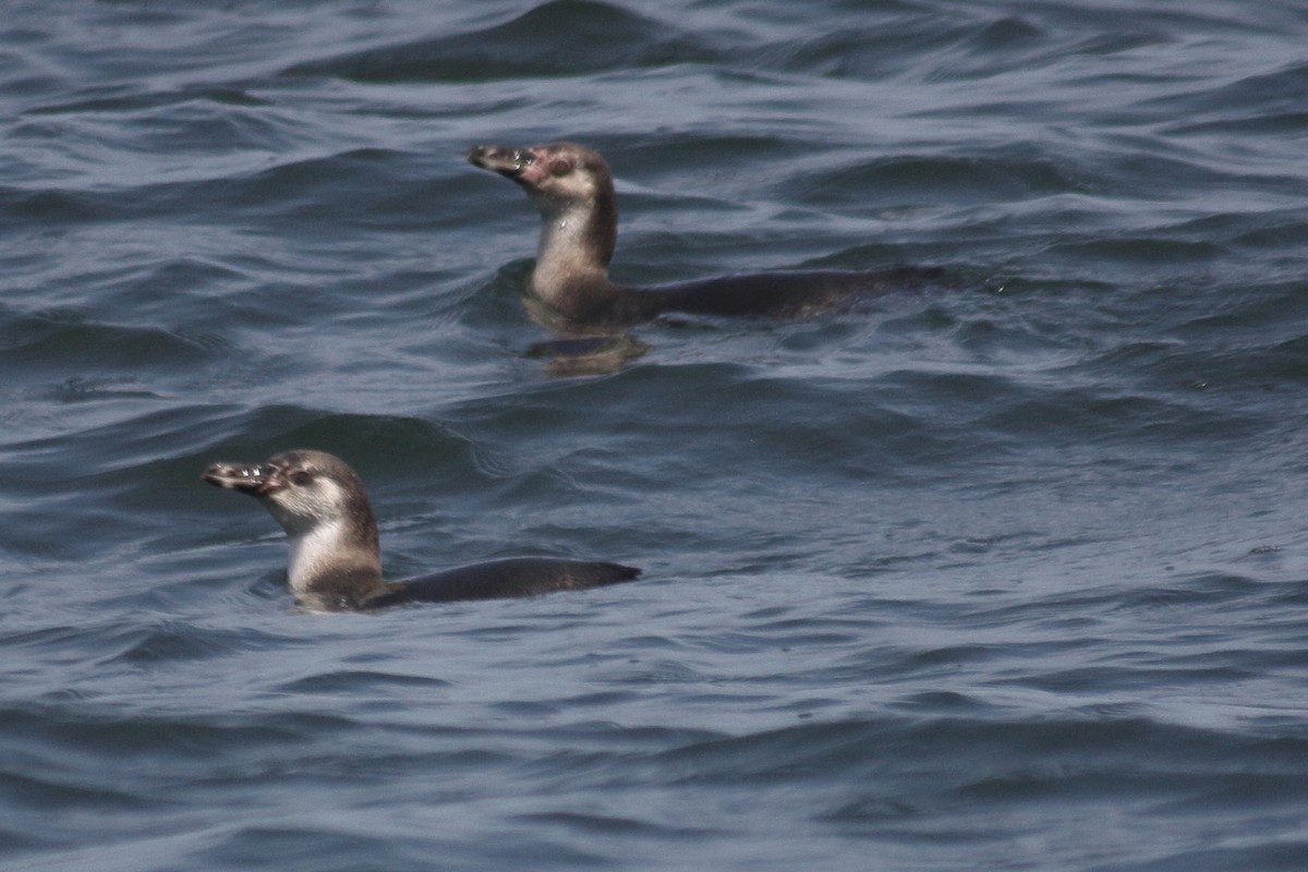 Humboldt Penguin - ML640295243