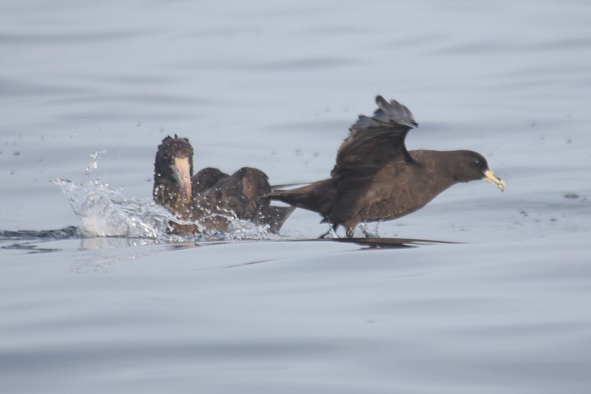 White-chinned Petrel - ML640295264