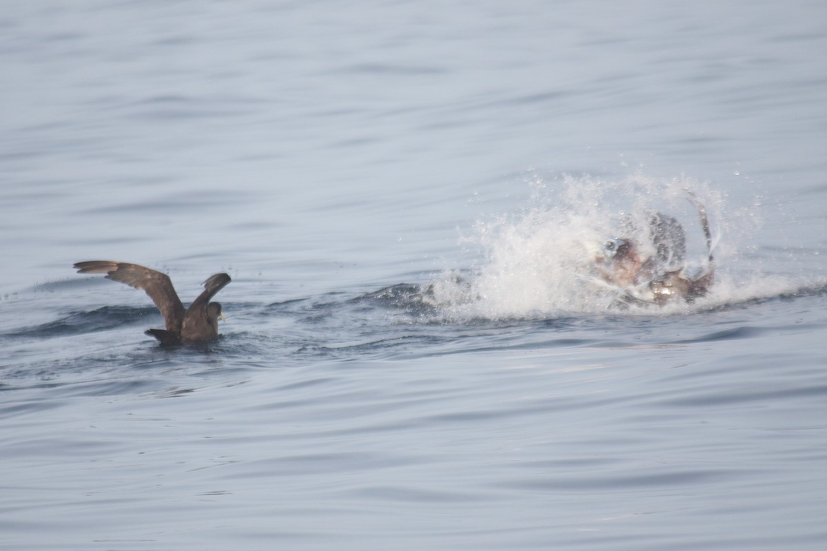 White-chinned Petrel - ML640295272