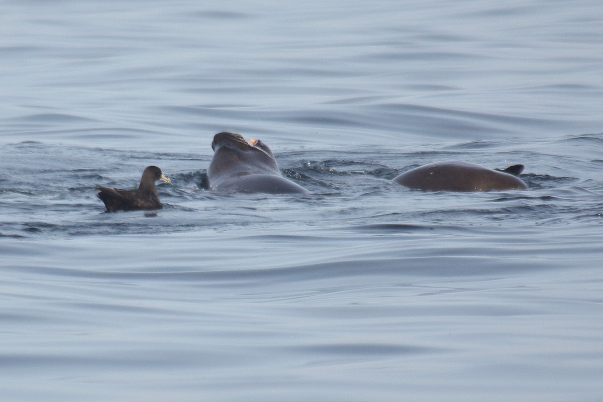 White-chinned Petrel - ML640295280