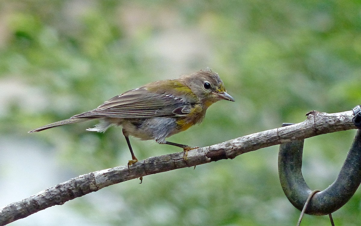 Pine Warbler - ML640295361