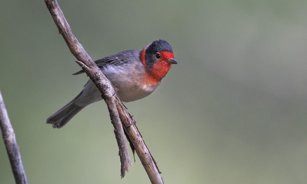 Red-faced Warbler - ML640295362