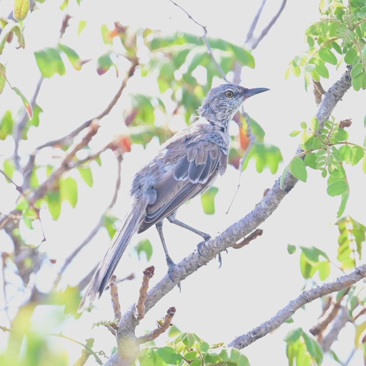 bahamasspottefugl - ML640295374