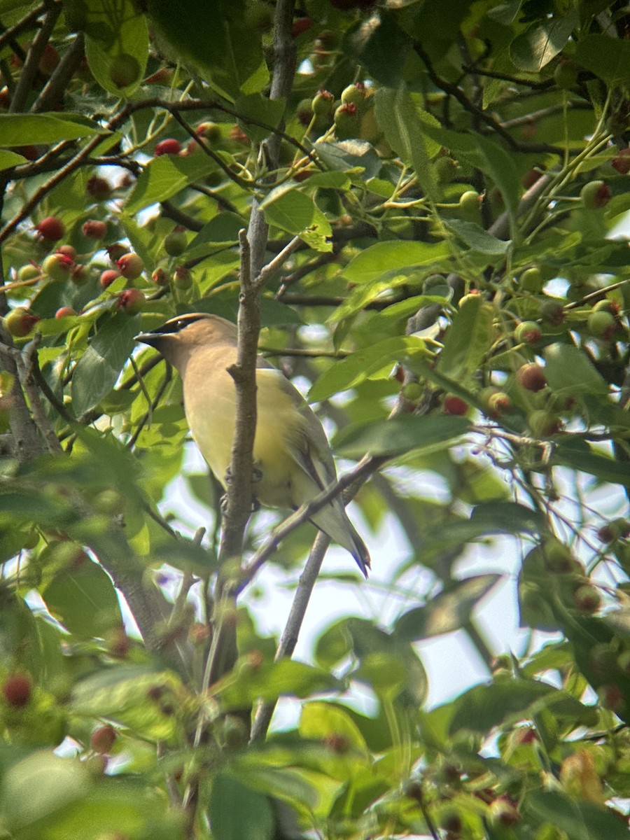 Cedar Waxwing - ML640295388