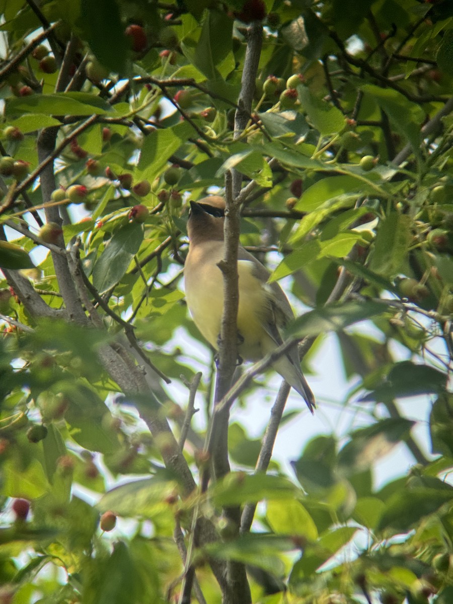 Cedar Waxwing - ML640295389