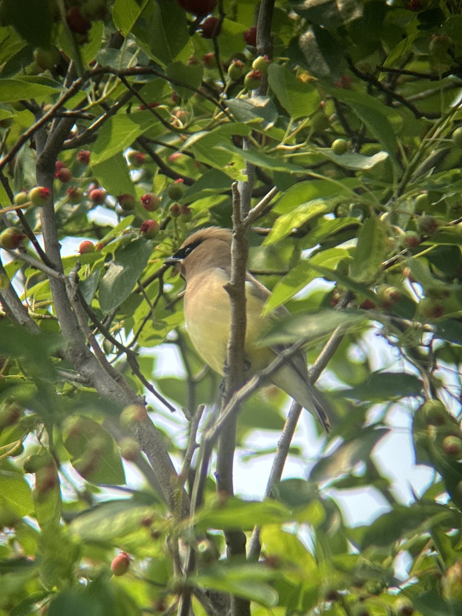 Cedar Waxwing - ML640295390