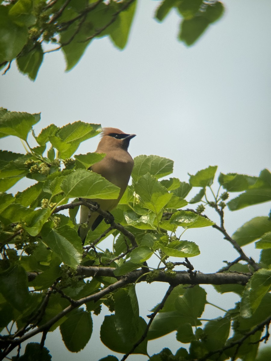 Cedar Waxwing - ML640295391