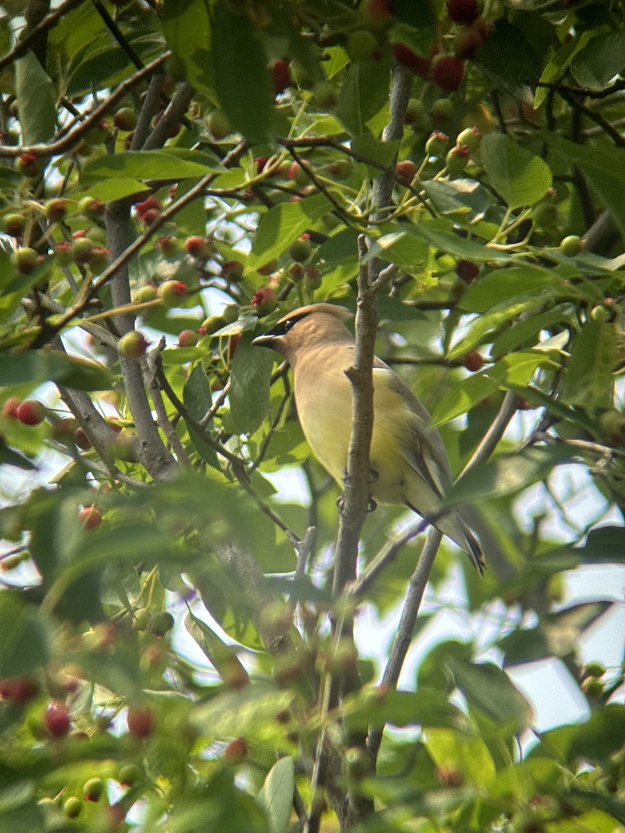Cedar Waxwing - ML640295394