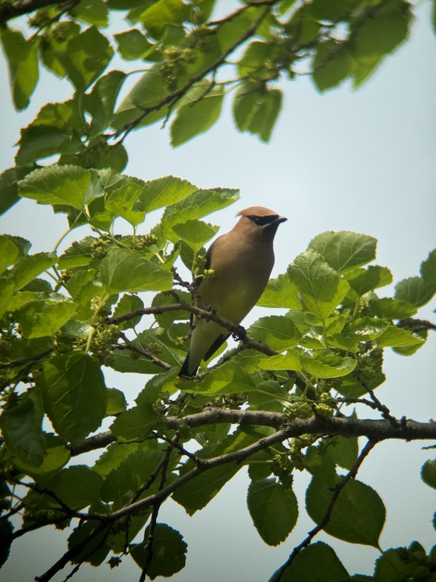 Cedar Waxwing - ML640295395