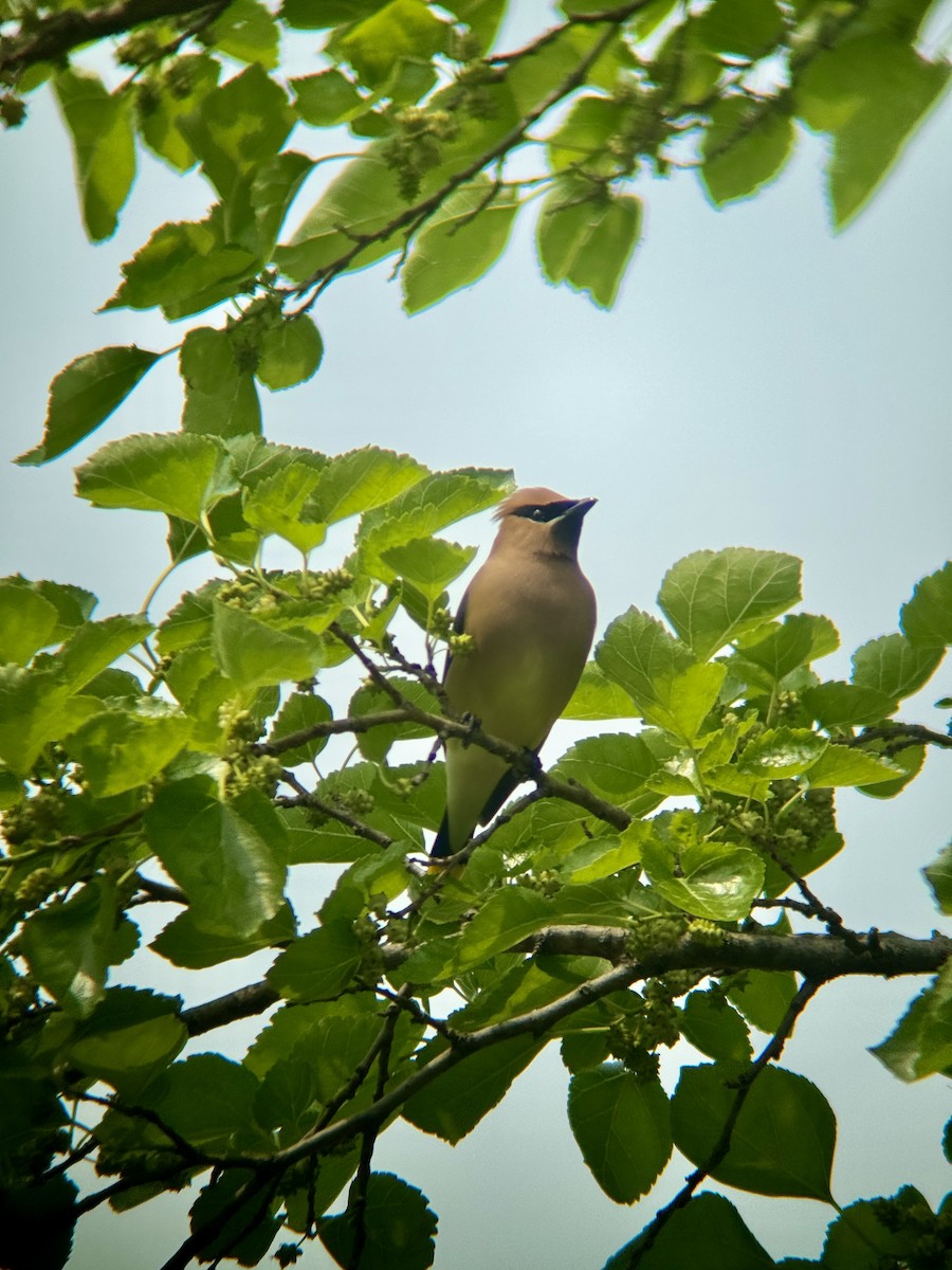Cedar Waxwing - ML640295396