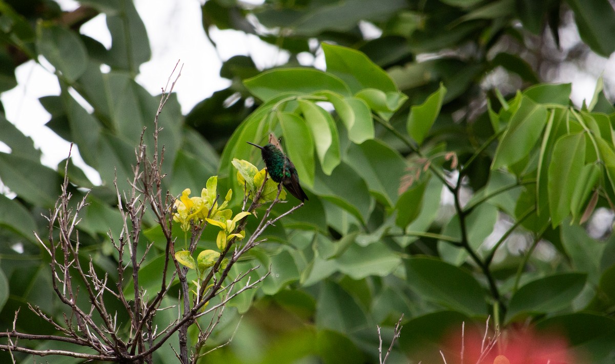 Red-billed Emerald - ML640295448