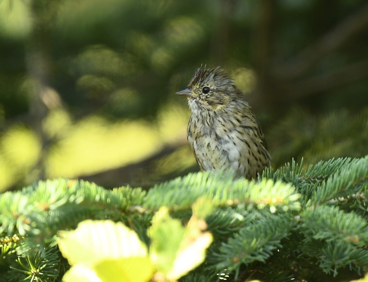 Lincoln's Sparrow - ML640295481
