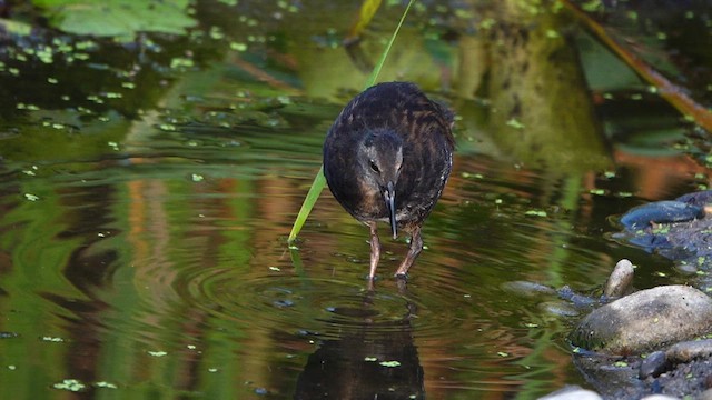 Virginia Rail - ML640295627