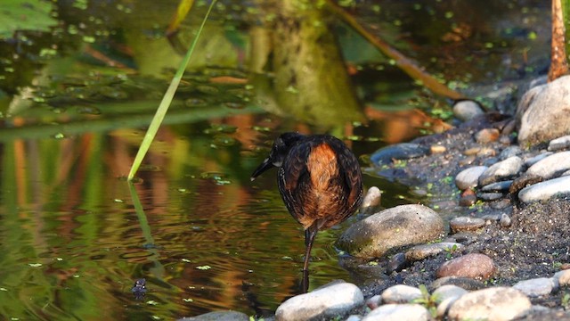 Virginia Rail - ML640295635