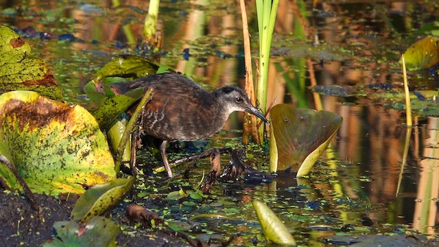 Virginia Rail - ML640295637