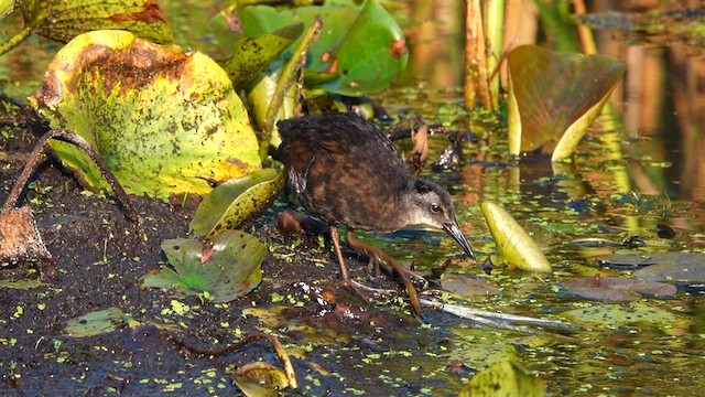 Virginia Rail - ML640295638