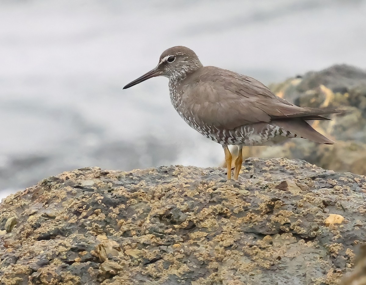 Wandering Tattler - ML640295716