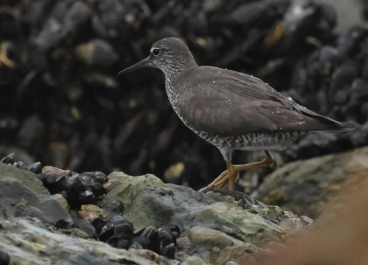 Wandering Tattler - ML640295717